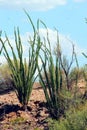 Ocotillo (Fouquieria Splendens)